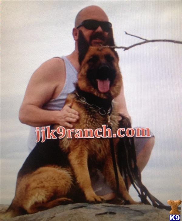 JJ K9 Ranch Pups ready for there new homes